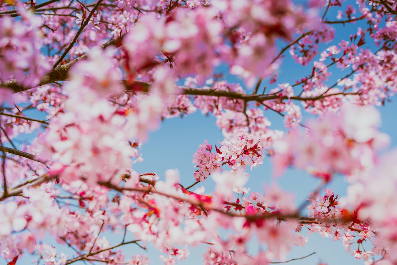 Delicate pink cherry blossoms against a bright blue sky, capturing the essence of springtime beauty.